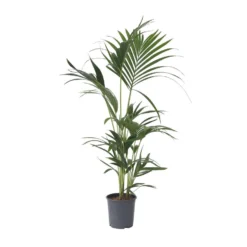Kentia Palm - Howea Forsteriana - Pot 18cm - Hoogte 90-100cm