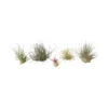 Tillandsia - Mix Van 6 - Luchtplantjes - Hoogte 5-15cm