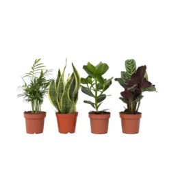 Oersterke Kamerplanten Mix - Set Van 4 - Pot 12cm - Hoogte 25-40cm