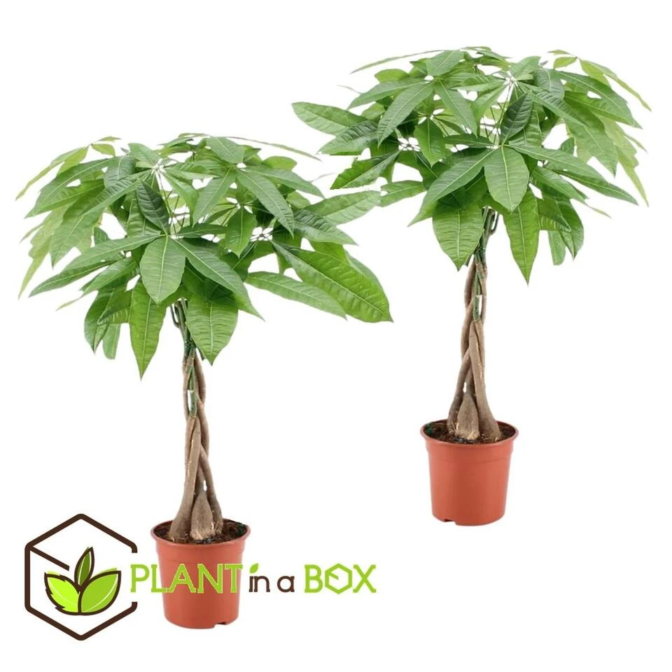 Pachira Aquatica - Set Van 2 - "Geldboom" - Pot 17cm - Hoogte 60-70cm - Afbeelding 2