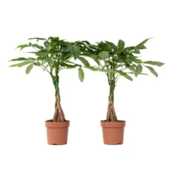 Pachira Aquatica - Set Van 2 - "Geldboom" - Pot 17cm - Hoogte 60-70cm