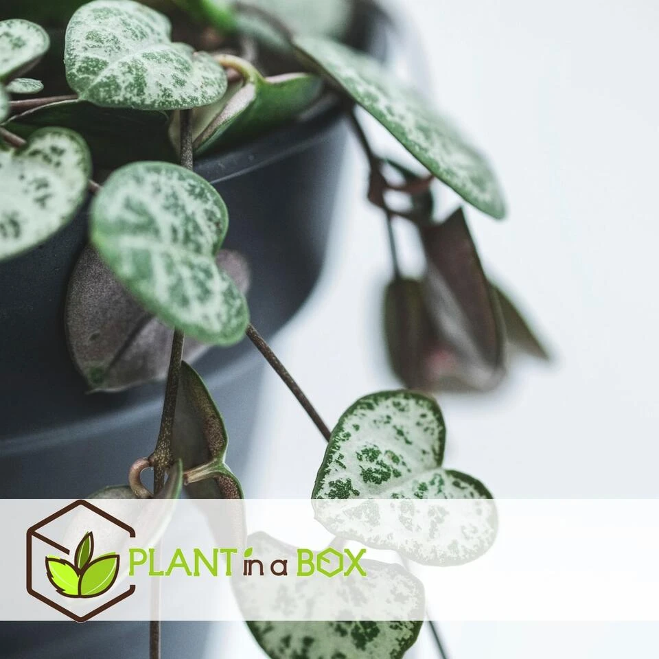 Ceropegia Woodii - Chinees Lantaarnplantje - Pot 14cm - Hoogte 10-20cm - Afbeelding 4