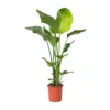 Strelitzia Nicolai - Paradijsvogelplant - Pot 21cm - Hoogte 90-110cm