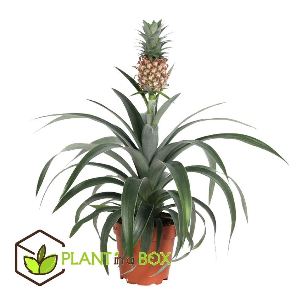 Ananasplant Mi Amigo - Pot 12cm - Hoogte 35-45cm - Afbeelding 2