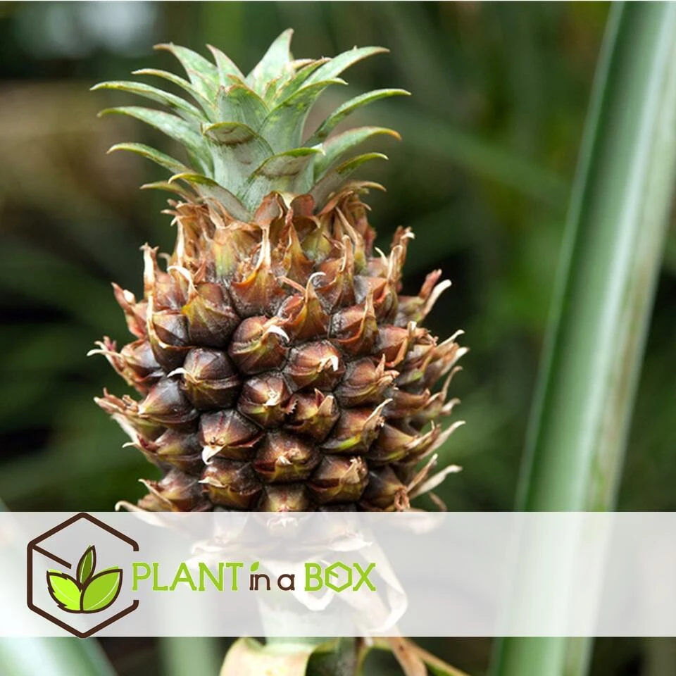 Ananasplant Mi Amigo - Pot 12cm - Hoogte 35-45cm - Afbeelding 4