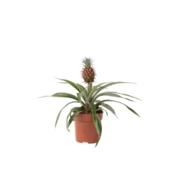 Ananasplant Mi Amigo - Pot 12cm - Hoogte 35-45cm