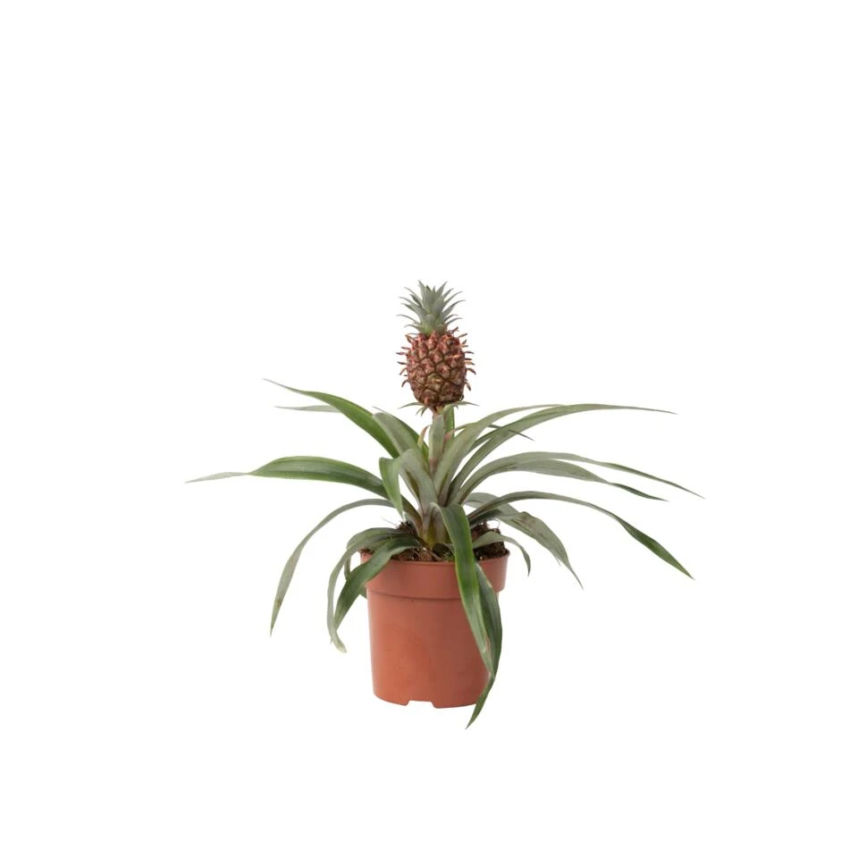 Ananasplant Mi Amigo - Pot 12cm - Hoogte 35-45cm