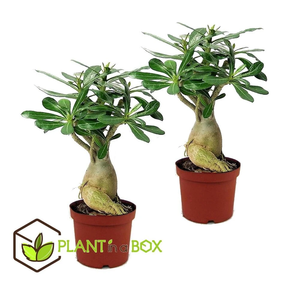 Adenium Obesum - Set Van 2 - Woestijnroos Bloeiend - Pot 10.5cm - Hoogte 25-40cm - Afbeelding 3