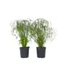 Cyperus Alternifolius - Set Van 2 - Pot 14cm - Hoogte 40-50cm