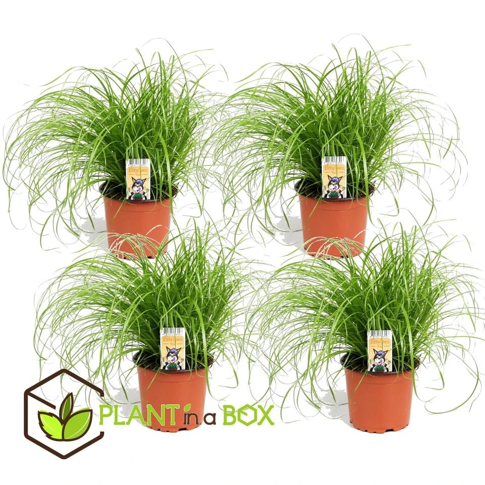 Cyperus - Set Van 4 - Kattengras - Pot 12cm - Hoogte 30-40cm - Afbeelding 2