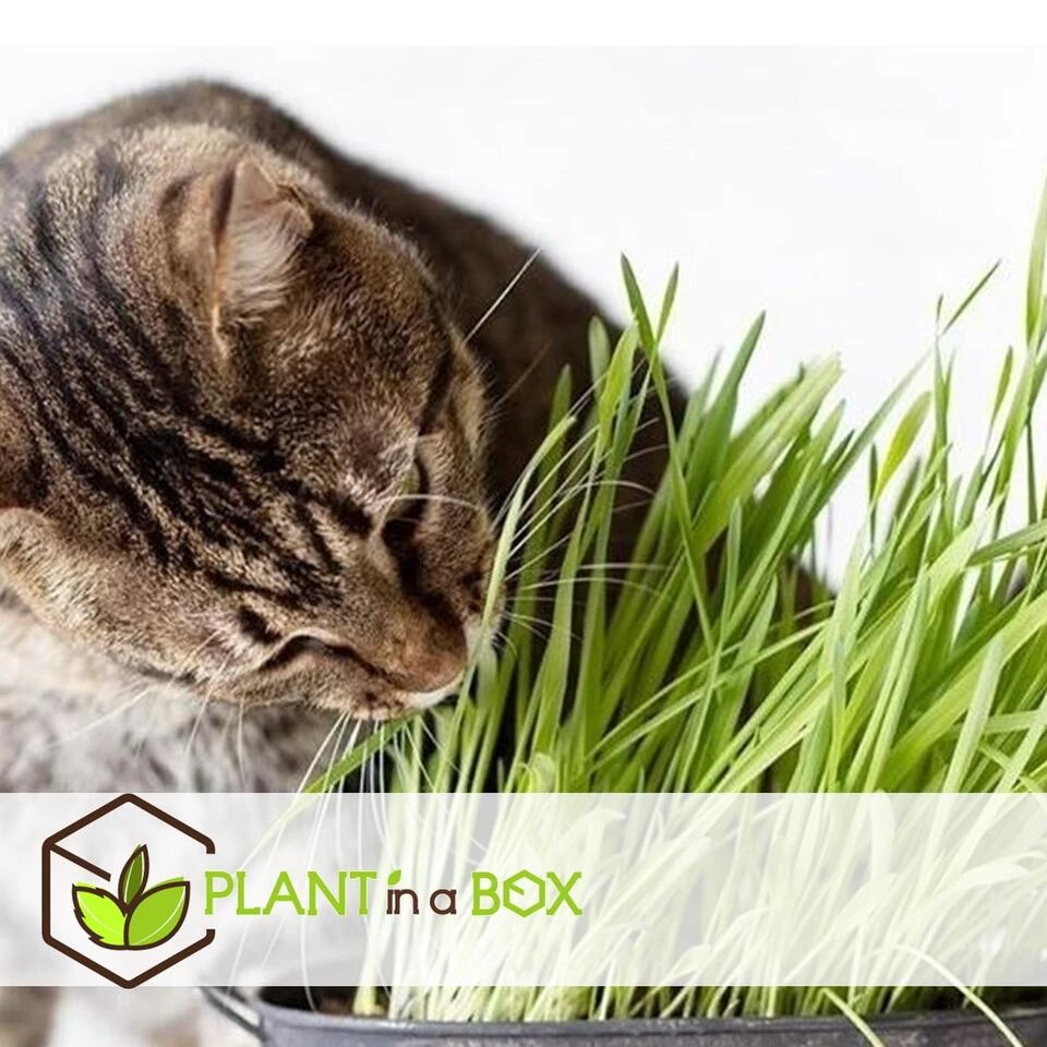 Cyperus - Set Van 4 - Kattengras - Pot 12cm - Hoogte 30-40cm - Afbeelding 4