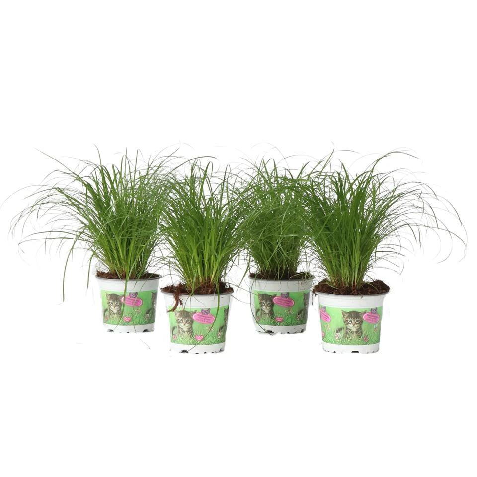 Cyperus - Set Van 4 - Kattengras - Pot 12cm - Hoogte 30-40cm