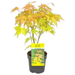 Acer Palmatum 'Orange Dream' - Japanse Esdoorn - ⌀10,5 Cm - ↕25-30 Cm