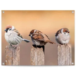Tuinposter Vogels 60x80 Cm Beige