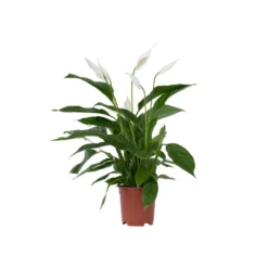 Spathiphyllum Lima - Lepelplant - Pot 17cm - Hoogte 60-75cm