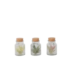 Plant In A Box - Mix Van 3 Tillandsia - Luchtplantjes In Glazen Deco Flesje
