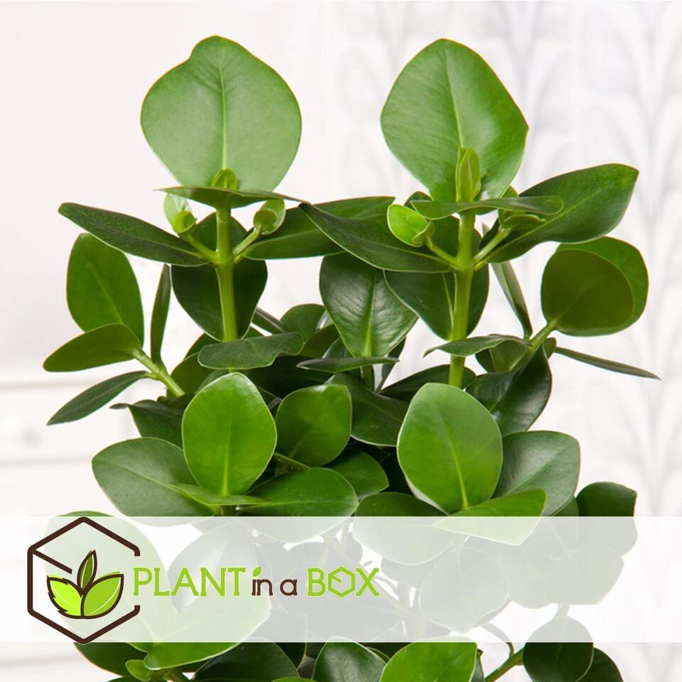 Clusia Rosea Princess - Set Van 2 - Pot 12cm - Hoogte 25-35cm - Afbeelding 3