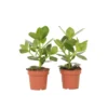 Clusia Rosea Princess - Set Van 2 - Pot 12cm - Hoogte 25-35cm
