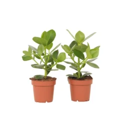 Clusia Rosea Princess - Set Van 2 - Pot 12cm - Hoogte 25-35cm