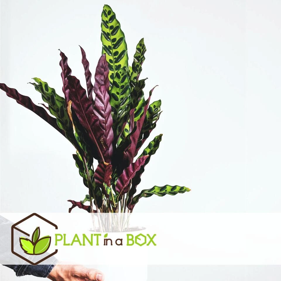Calathea Insignis - Set Van 2 - Marantaceae - Pot 12cm - Hoogte 30-40cm - Afbeelding 4