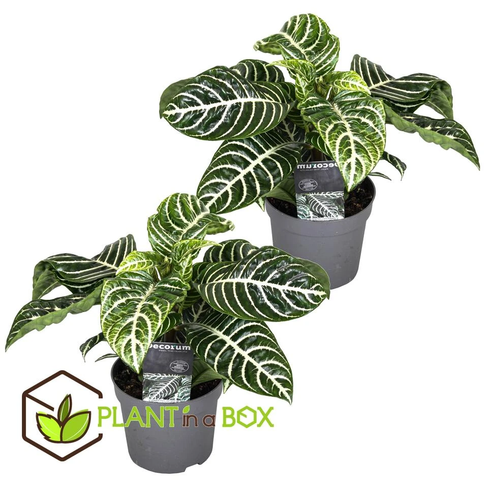 Aphelandra - Set Van 2 - Zebraplant - Pot 13cm - Hoogte 25-45cm - Afbeelding 4