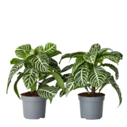 Aphelandra - Set Van 2 - Zebraplant - Pot 13cm - Hoogte 25-45cm