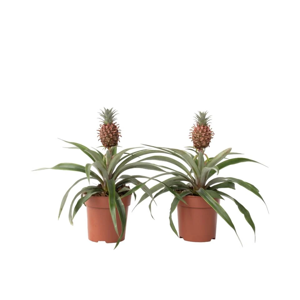 Ananasplant Mi Amigo - Set Van 2 - Pot 12cm - Hoogte 35-45cm
