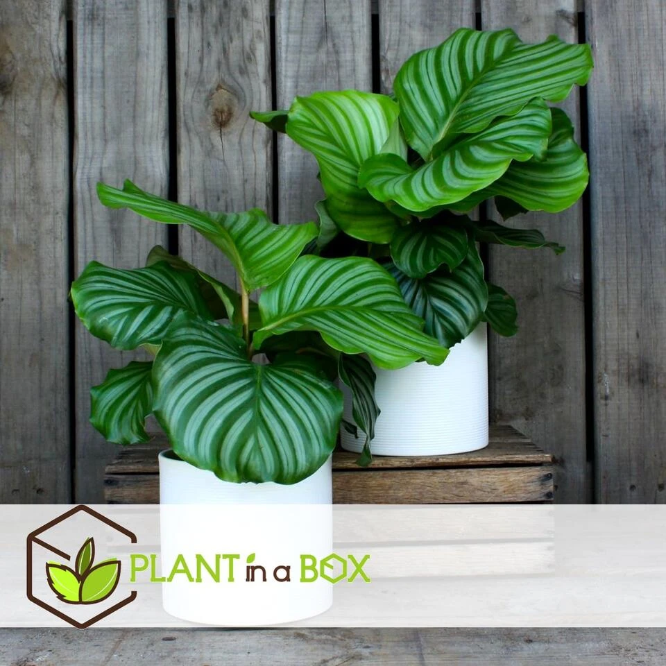 Calathea Orbifolia - Set Van 2 - Pauwenplant - Pot 21cm - Hoogte 55-60cm - Afbeelding 2