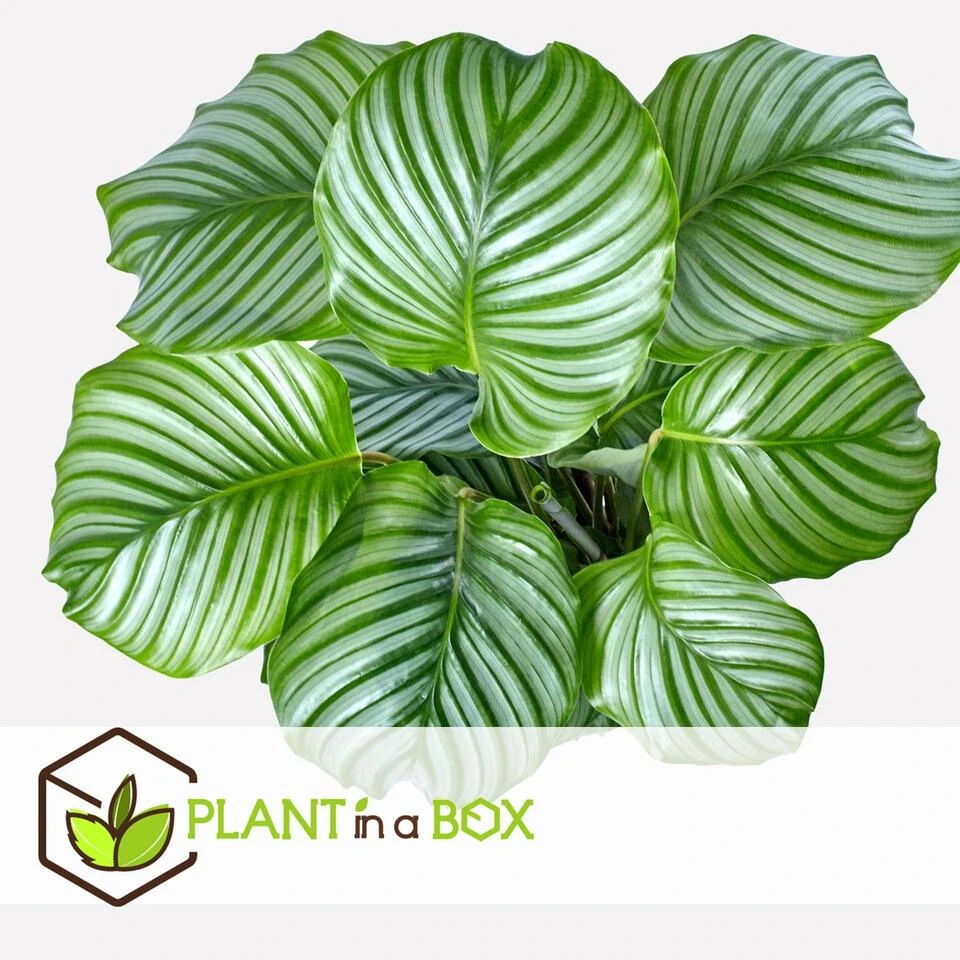 Calathea Orbifolia - Set Van 2 - Pauwenplant - Pot 21cm - Hoogte 55-60cm - Afbeelding 4
