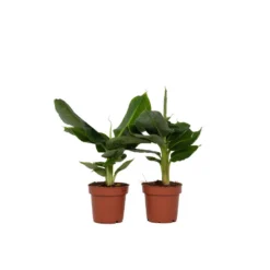 Musa Oriental Dwarf - Set Van 2 - Bananenplanten - Pot 12cm - Hoogte 25-40