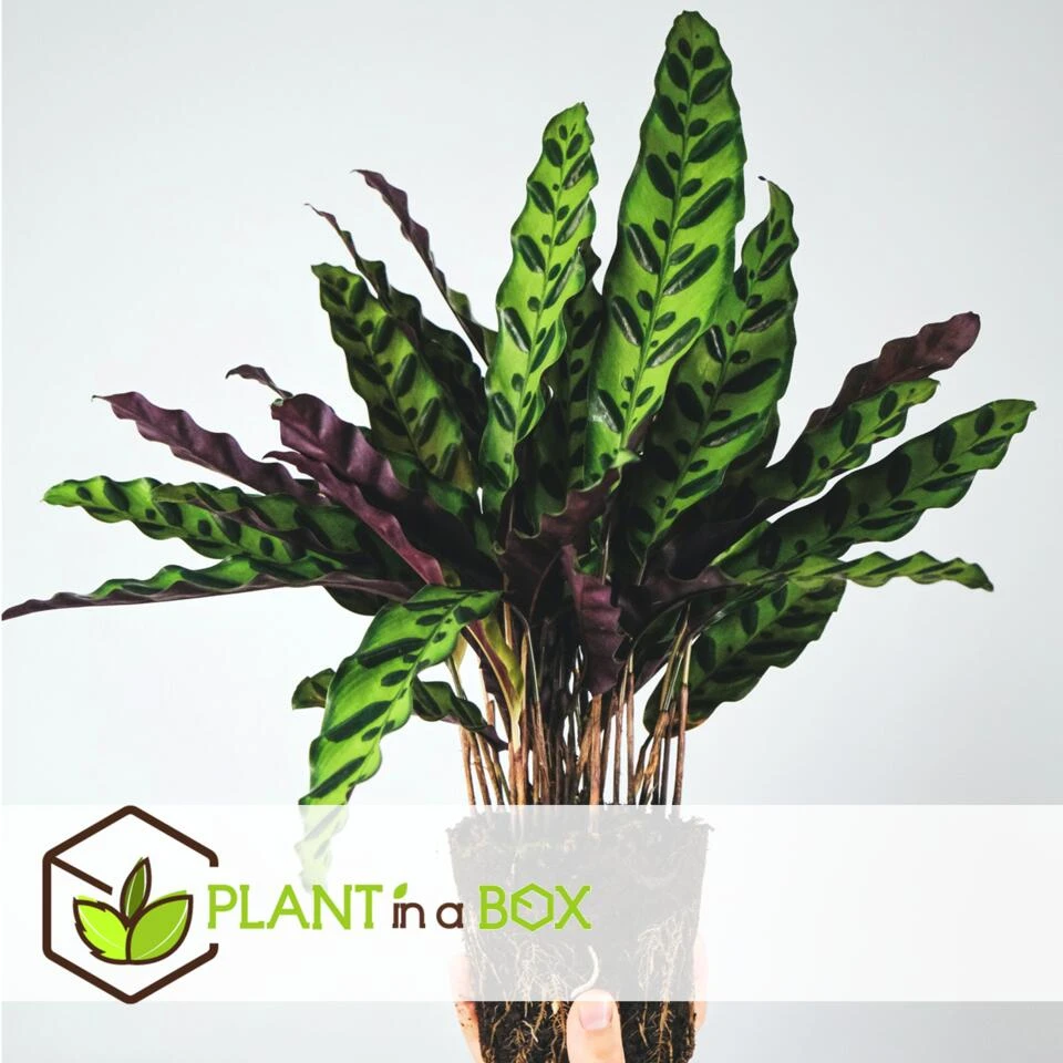 Calathea Insignis - Marantaceae - Pot 12cm - Hoogte 30-40cm - Afbeelding 2