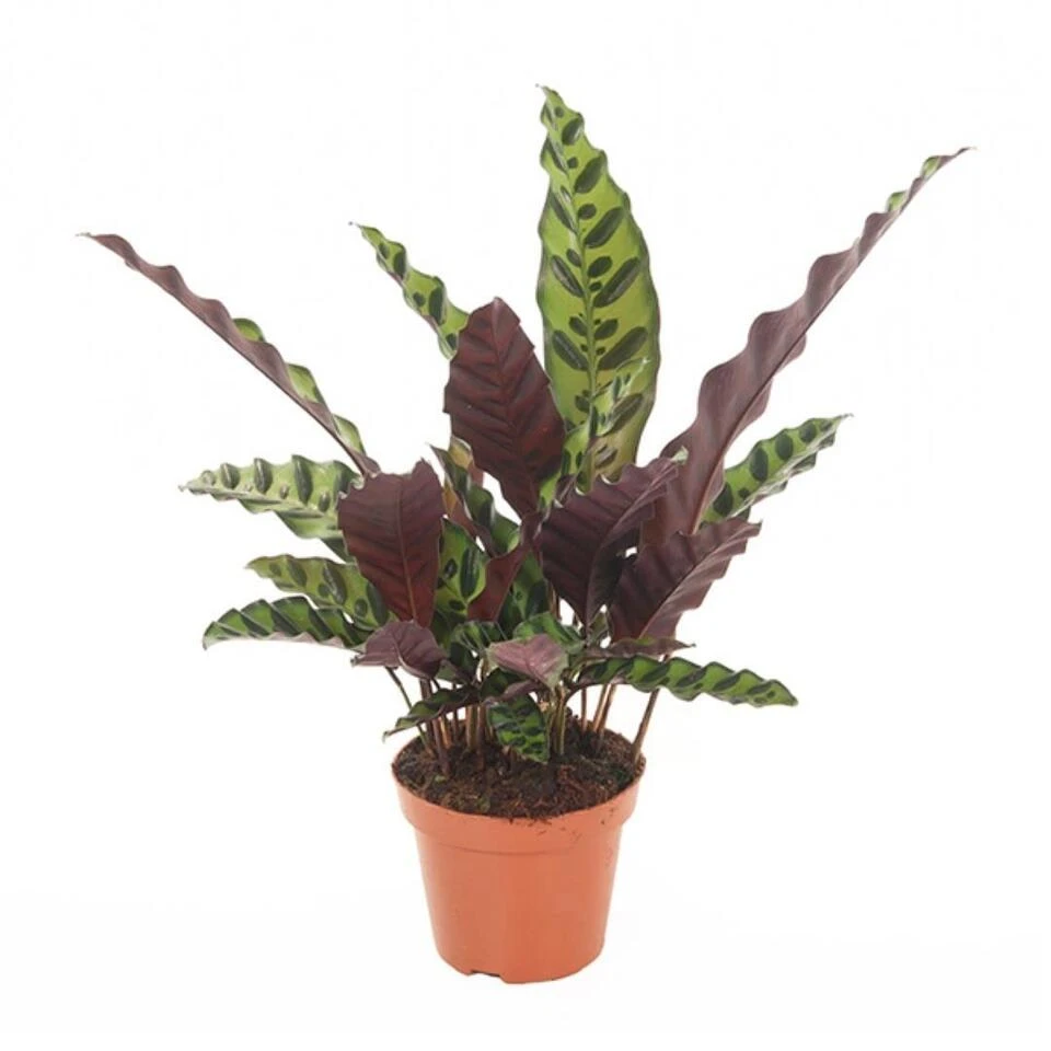 Calathea Insignis - Marantaceae - Pot 12cm - Hoogte 30-40cm