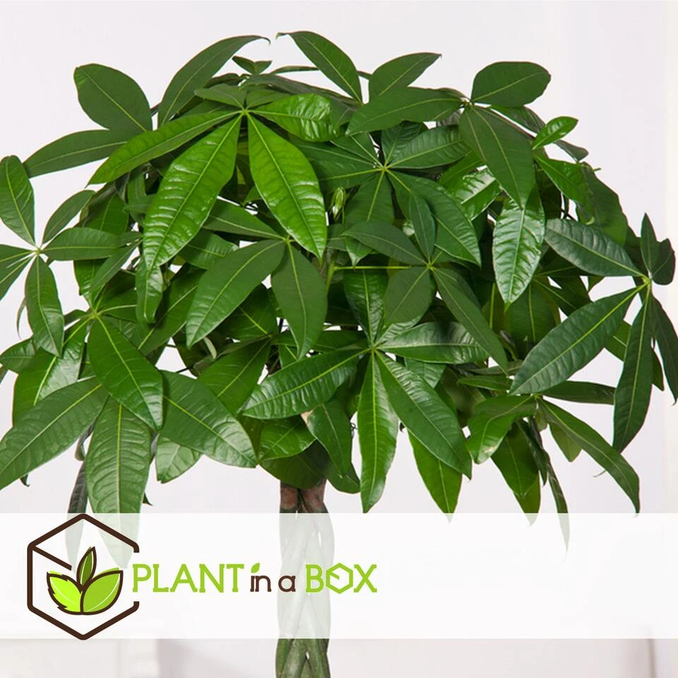 Pachira Aquatica - Set Van 4 - "Geldboom" - Pot 17cm - Hoogte 60-70cm - Afbeelding 3