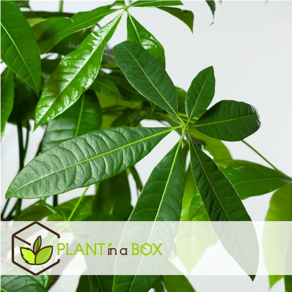 Pachira Aquatica - Set Van 4 - "Geldboom" - Pot 17cm - Hoogte 60-70cm - Afbeelding 4