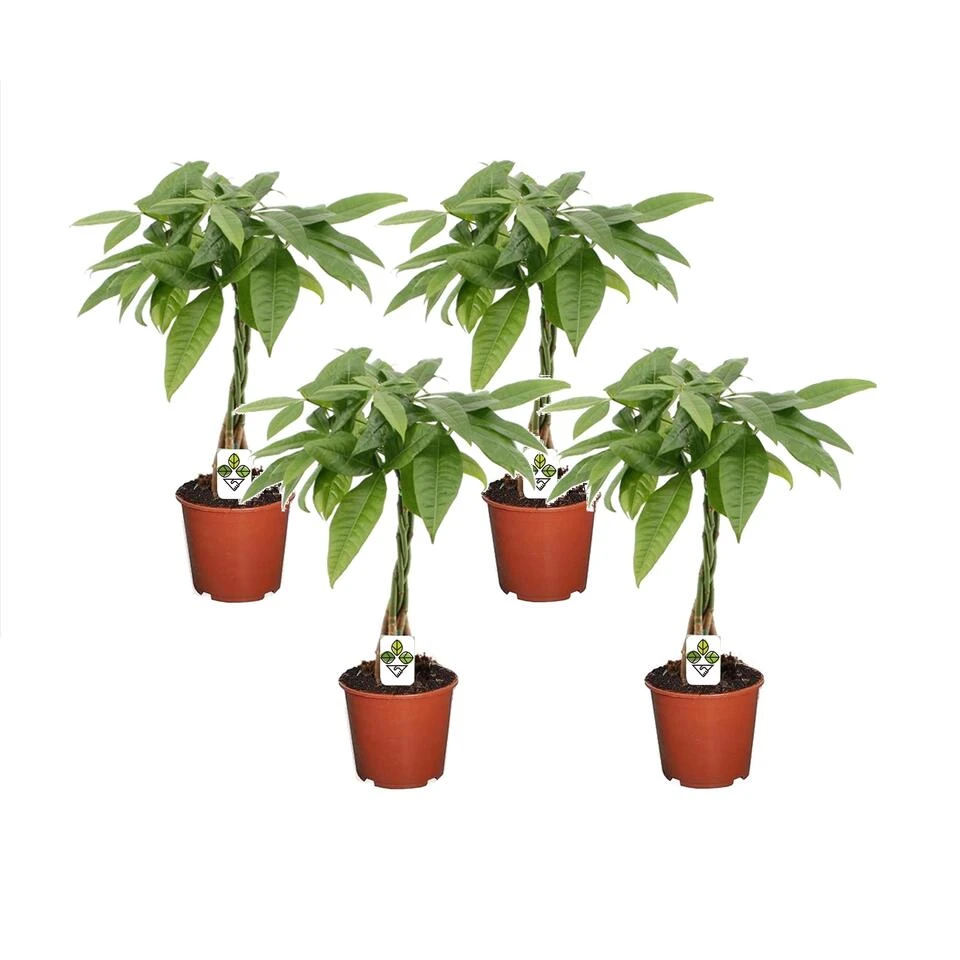 Pachira Aquatica - Set Van 4 - "Geldboom" - Pot 17cm - Hoogte 60-70cm