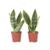 Sansevieria Laurentii - Set Van 2 - Vrouwentong - Pot 12cm - Hoogte 30-40cm