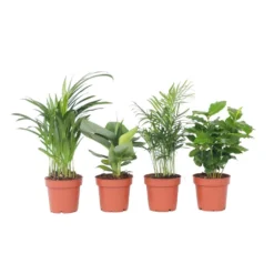Trendy Indoor - Mix Van Kamerplanten - Pot 12cm - Hoogte 25-40cm