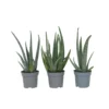 Aloë Vera - Set Van 3 - Succulent - Pot 10,5cm - Hoogte 25-40cm