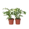 Monstera Minima - Set Van 2 - Pot 12cm - Hoogte 20-30cm