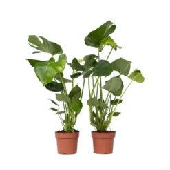 Monstera Deliciosa - Set Van 2 - Pot 17cm - Hoogte 50-60cm