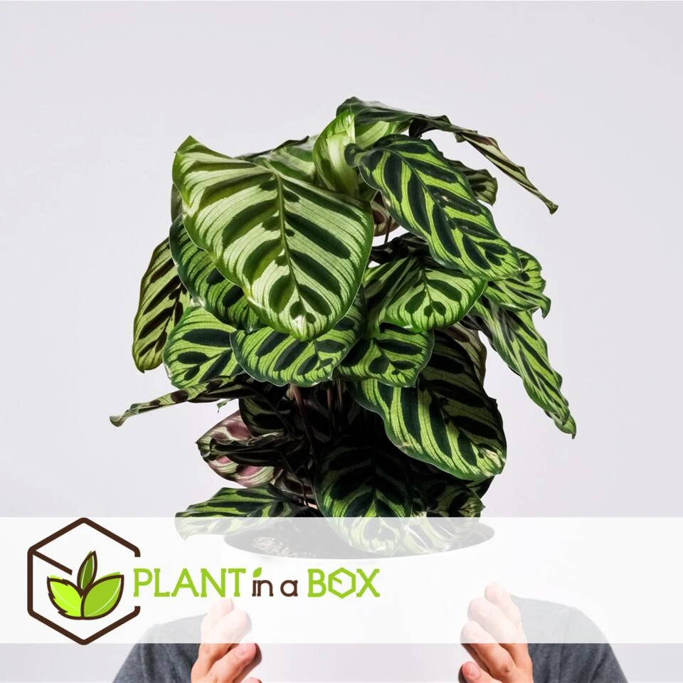 Calathea Makoyana - Tropisch Plant - Pot 21cm - Hoogte 60-70cm - Afbeelding 3