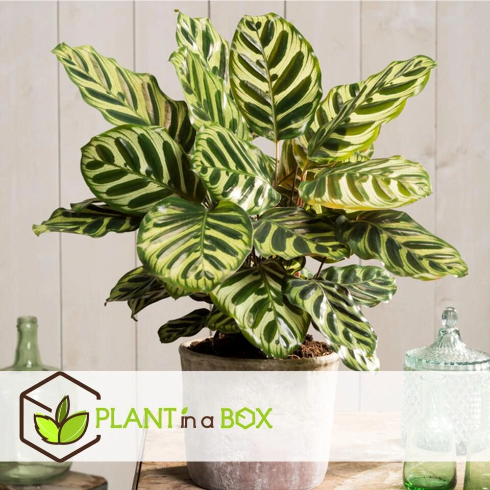 Calathea Makoyana - Tropisch Plant - Pot 21cm - Hoogte 60-70cm - Afbeelding 4