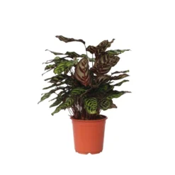 Calathea Makoyana - Tropisch Plant - Pot 21cm - Hoogte 60-70cm