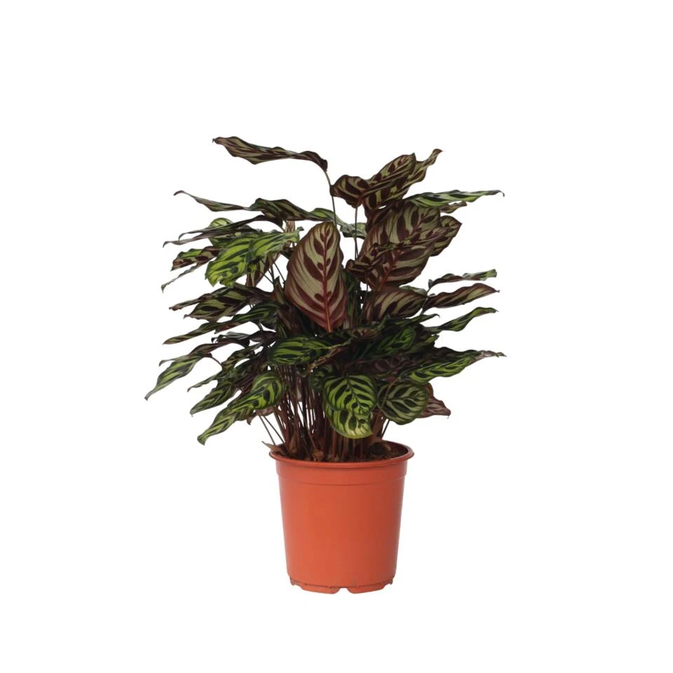 Calathea Makoyana - Tropisch Plant - Pot 21cm - Hoogte 60-70cm