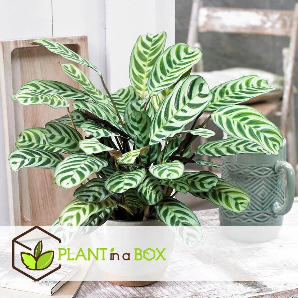 Ctenanthe 'gebedsplant' - Set Van 4 - Burle-marxii - Pot 12cm - Hoogte 25-40cm - Afbeelding 2