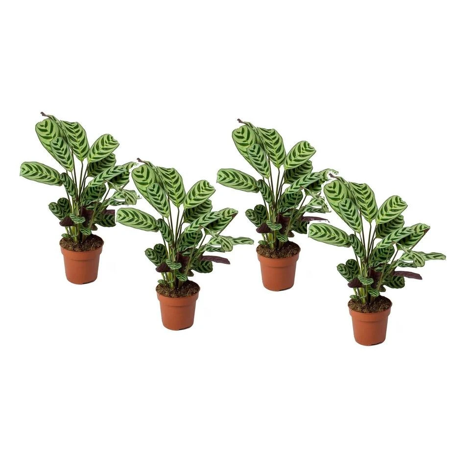 Ctenanthe 'gebedsplant' - Set Van 4 - Burle-marxii - Pot 12cm - Hoogte 25-40cm