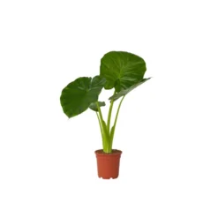 Alocasia Odora - "Olifantsoor" - Pot 17cm - Hoogte 55-75cm
