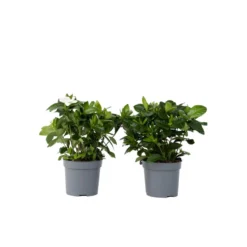 Gardenia Jasminoides - Set Van 4 - Pot 13cm - Hoogte 20-30cm