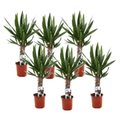 Yucca Elephantipes - Set Van 6 - Pot 14cm - Hoogte 50-60cm