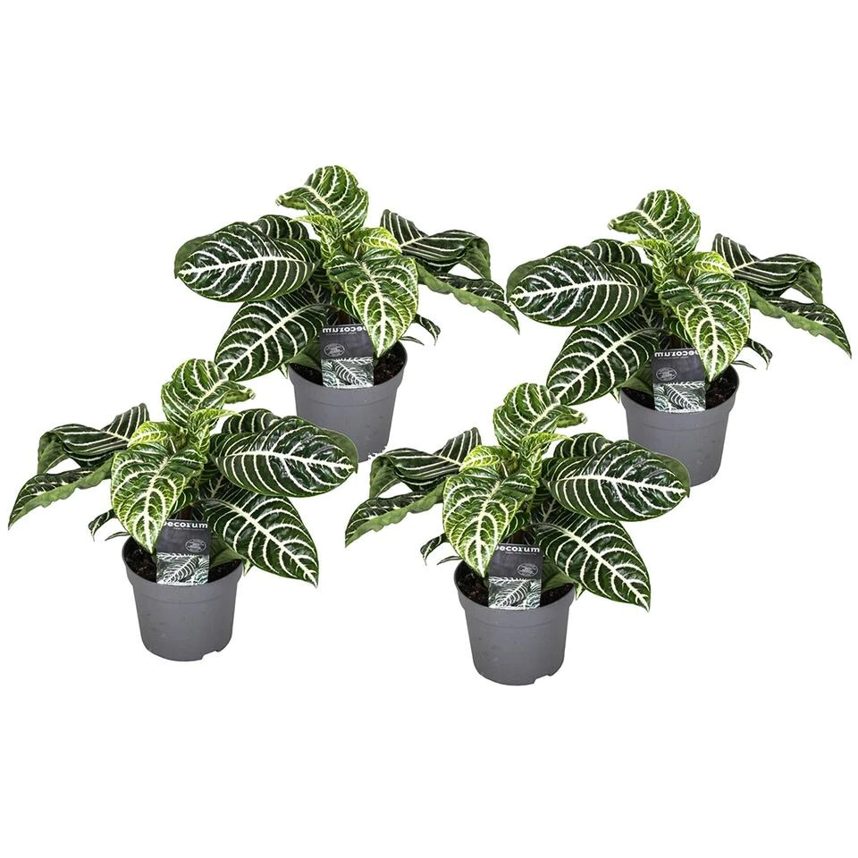 Aphelandra - Set Van 4 - Zebraplant - Pot 13cm - Hoogte 25-45cm